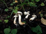 Rhodocollybia maculata image