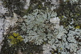 Heterodermia albicans image
