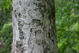 Heterodermia albicans image