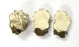 Calvatia sculpta image