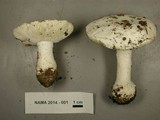 Amanita silvicola image