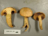 Chroogomphus tomentosus image