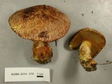 Suillus lakei image