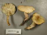 Tricholoma saponaceum image