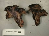 Sarcodon fuscoindicus image
