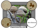 Panaeolus olivaceus image