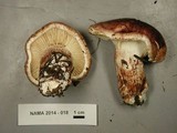 Hygrophorus purpurascens image