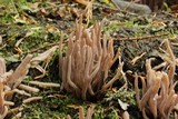 Alloclavaria purpurea image
