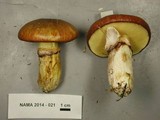 Suillus luteus image