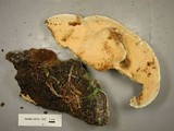 Heterobasidion occidentale image