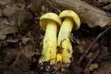 Boletus pseudosulphureus image