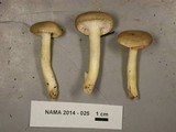 Hygrophorus agathosmus image