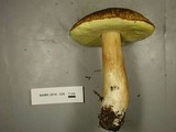Boletus fibrillosus image