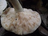 Tricholoma acerbum image