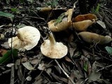 Tricholoma acerbum image