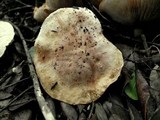 Tricholoma acerbum image