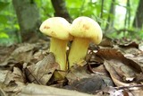 Boletus pseudosulphureus image