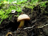 Aureoboletus gentilis image