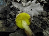 Aureoboletus gentilis image