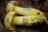 Boletus pseudosulphureus image