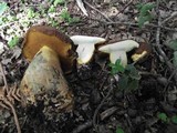 Lanmaoa fragrans image