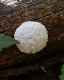 Reticularia lycoperdon image