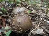 Amanita excelsa image