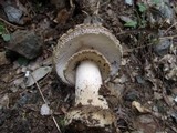 Amanita excelsa image