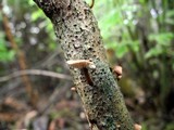 Marasmius scorodonius var. virgultorum image