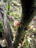 Marasmius scorodonius var. virgultorum image