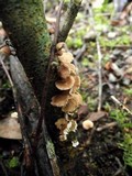 Marasmius scorodonius var. virgultorum image