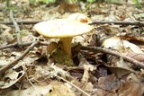 Boletus pseudosulphureus image