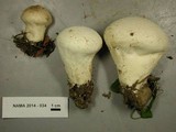 Lycoperdon pratense image