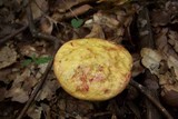 Boletus pseudosulphureus image