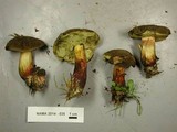 Boletus chrysenteron image