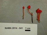 Mycena strobilinoidea image