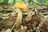 Boletus longicurvipes image
