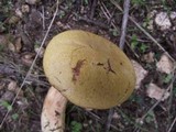 Boletus subtomentosus image