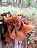 Auricularia americana image