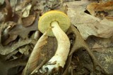 Boletus longicurvipes image