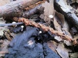 Dendrocollybia racemosa image