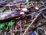 Mycena rosella image