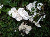 Leucocybe connata image