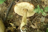 Boletus longicurvipes image
