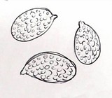 Leucoinocybe lenta image