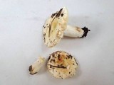 Russula albidula image