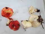 Russula cremoricolor image