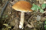 Boletus longicurvipes image