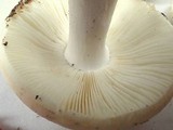 Russula cremoricolor image