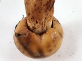 Russula fragrantissima image